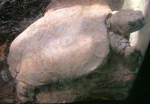 Arakan forest turtle Endangered List