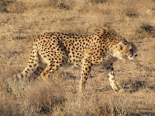 asiatic cheetah