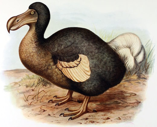 Dodo | Endangered List