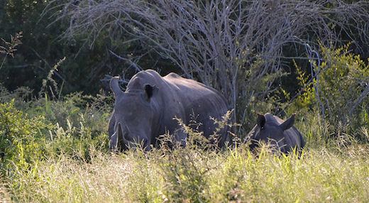 western black rhinoceros