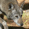 red wolf size